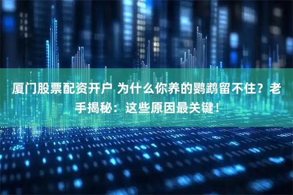 厦门股票配资开户 为什么你养的鹦鹉留不住？老手揭秘：这些原因最关键！